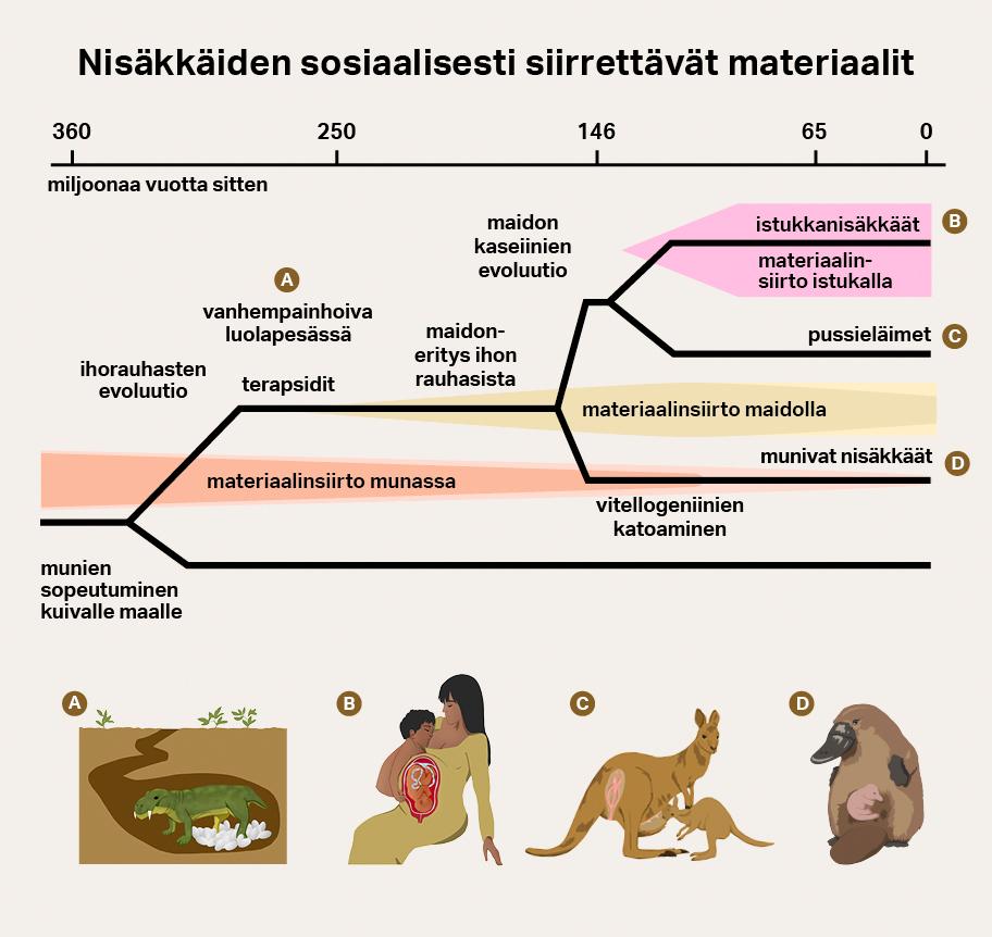 Kaavio nisäkkäiden sosiaalisesti siirrettävien materiaalien kehittyimisestä. Noin 360 miljoonaa vuotta sitten alkoi munien sopeutuminen kuivalle maalle ja materiaalinsiirto munassa alkoi kehittyä. Kehitys johti muniviin nisäkkäisiin. Vajaa 300 miljoonaa vuotta sitten alkoi vanhempainhoiva luolapesässä ja materiaalinsiirto maidolla. Noin 150 miljoonaa vuotta sitten alkoi kehittyä materiaalinsiirto istukalla. Kehitys johti istukkanisäkkäisiin. Kolmas kaaviossa mainittu tyyppi on pussieläimet.